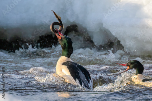 Common Merganser is eating lamprey in the river photo