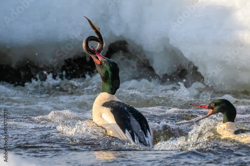 Common Merganser is eating lamprey in the river