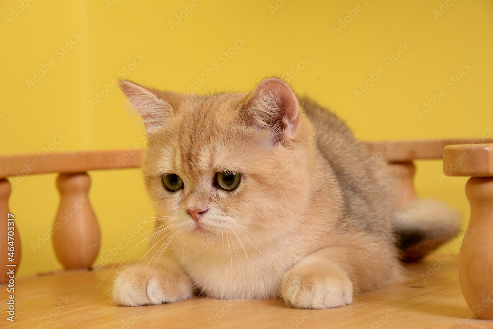 Portrait of a cute Golden kitten who lies on a light background and licks tongue paw looking at the camera