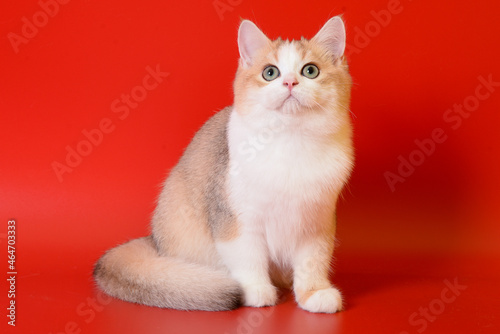 Portrait of a cute Golden kitten who lies on a light background and licks tongue paw looking at the camera © panyawatt