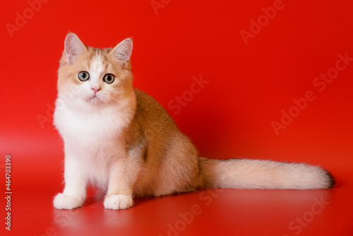 Portrait of a cute Golden kitten who lies on a light background and licks tongue paw looking at the camera © panyawatt