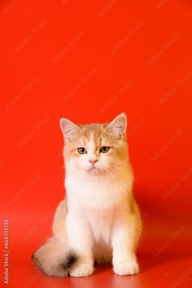 Portrait of a cute Golden kitten who lies on a light background and licks tongue paw looking at the camera