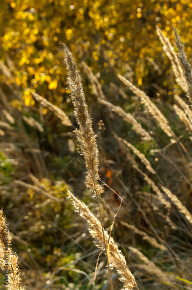 Dried flowers in the morning, autumn, dry grass. Spikelets