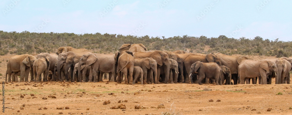 Obraz premium large herd of elephants waiting for their turn to go to a nearby watering point
