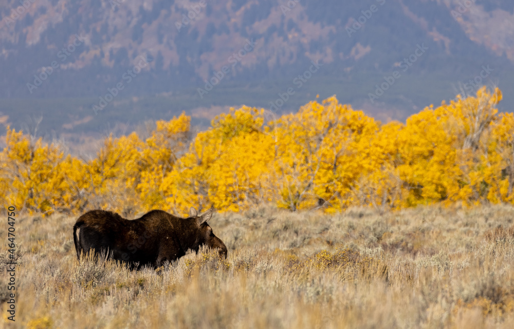 Cow Moose in Grand Teton National Park Wyoming in Auutmn Cow Moose in Grand Teton National Park Wyoming in Auutmn