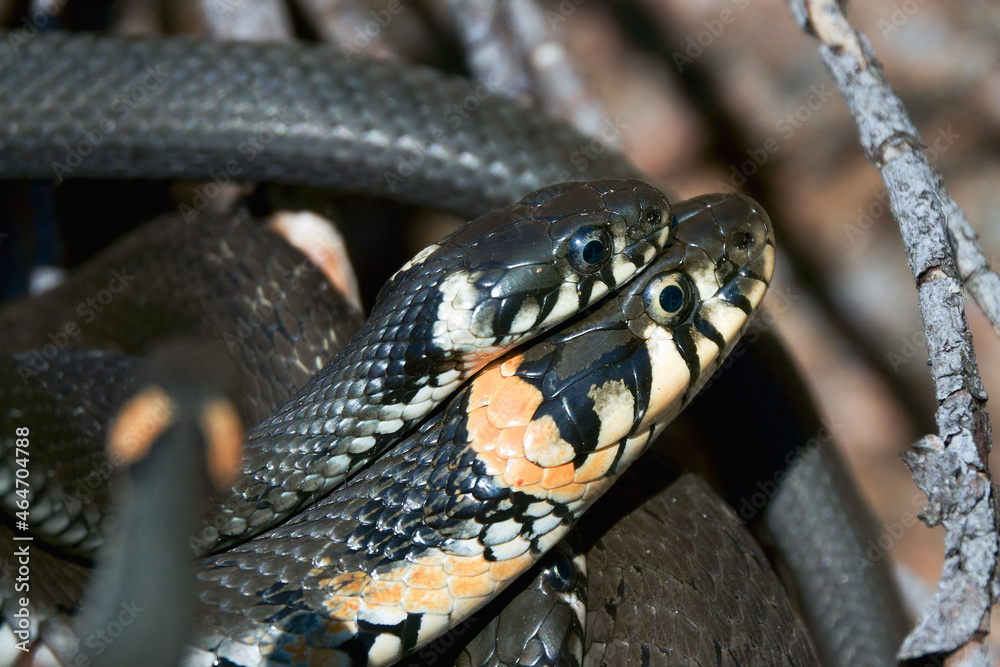 Obraz premium Grass snake