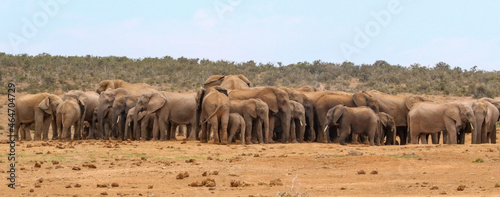 large herd of elephants waiting for their turn to go to a nearby watering point