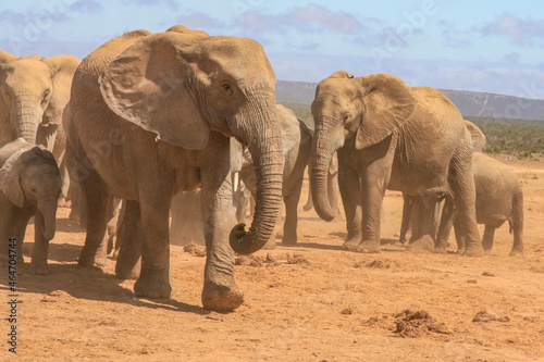 elephant herd on the move