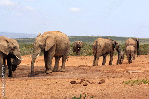 elephants at the waterhole, a group of elephants walking away with another one approaching in the backgroun