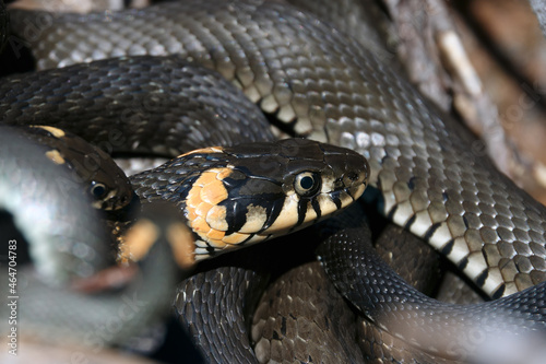 Grass snake