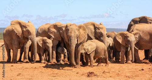 elephants family picture