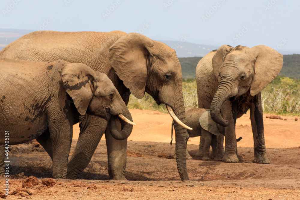 action shot of elephants on the on the move