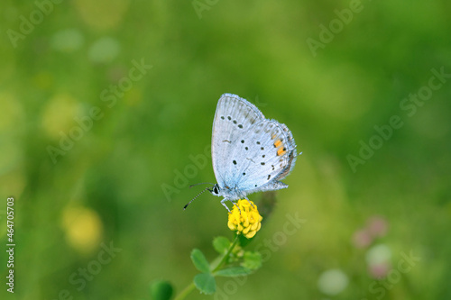 Short tailed blue butterfly (Cupido argiades). photo