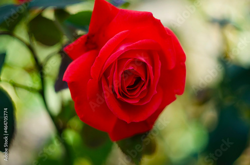 Red rose flower blooming in roses garden on green background