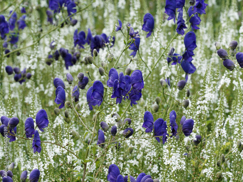 Obraz na plátně Chinese aconite or chinese wolfsbane with decorative blue flowers in autumn  (Ac