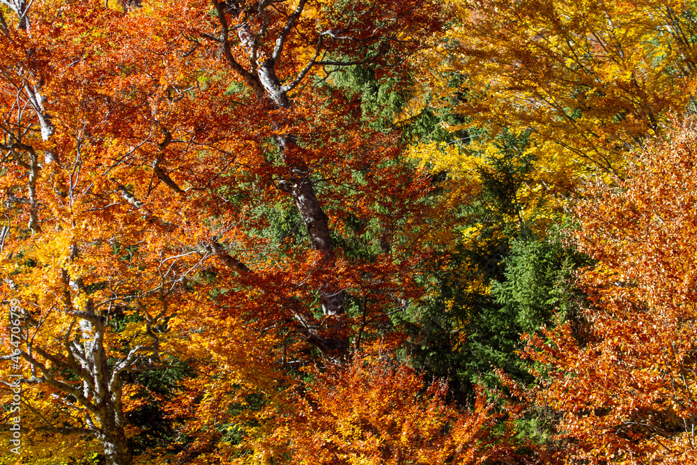 Autumn colors of the trees