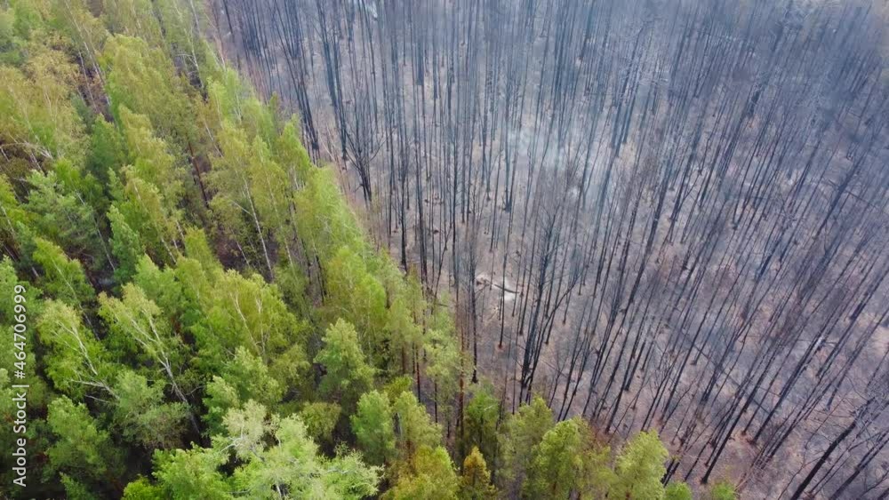 forest after wildfire, aerial video. contrast between green trees and burnt trees. environmental problems, wild fires, climate change. forest and tropical jungle deforestation