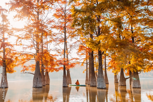 Woman relax on SUP board at quiet lake with Taxodium distichum trees in autumn and morning light photo