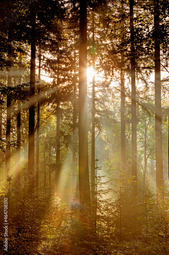 Lichtdurchfluteter Laubwald mit Morgennebel, Lochem, Niederlande, Europa © artfocus