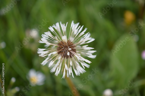 Macro of a dandelion  photo