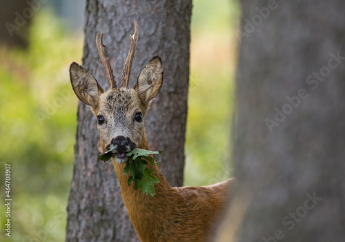 Murais de parede Roe deer buck (capreolus capreolus) eating oak leaf in the forest