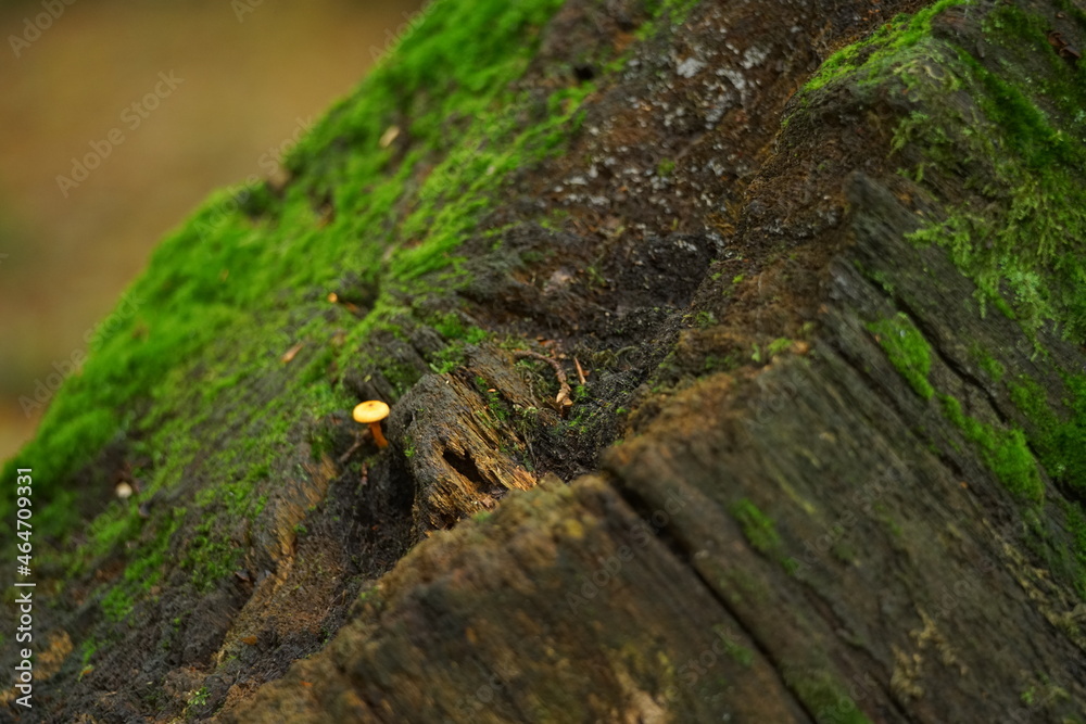 Baum Stumpf mit grünem Moos, starker Verwitterung und einem kleinen Pilz Baum Stumpf mit grünem Moos, starker Verwitterung und einem kleinen Pilz