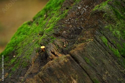 Baum Stumpf mit grünem Moos, starker Verwitterung und einem kleinen Pilz