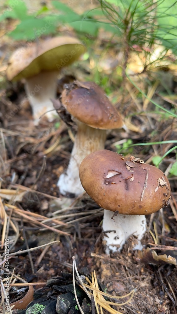 Mushroom in hand. Autumn mushroom. Mushroom picking Mushroom in hand. Autumn mushroom. Mushroom picking