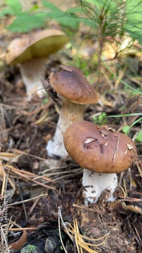 Mushroom in hand. Autumn mushroom. Mushroom picking