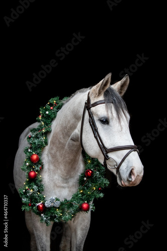 Gray horse with christmas wreath isolated on black © virgonira