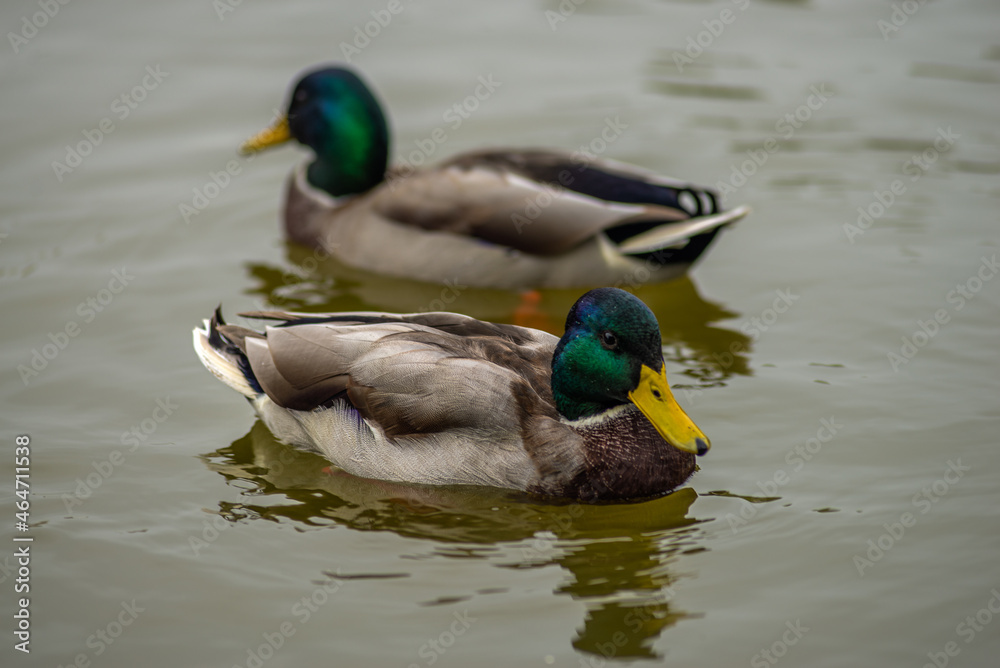 two ducks swiming on the river two ducks swiming on the river