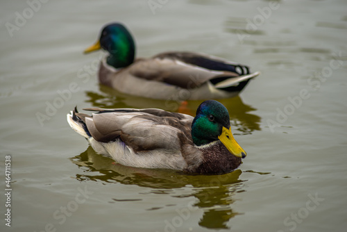 two ducks swiming on the river