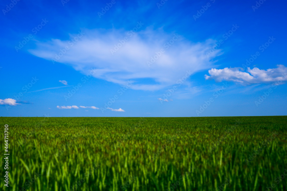 Green rye grows against the blue sky.