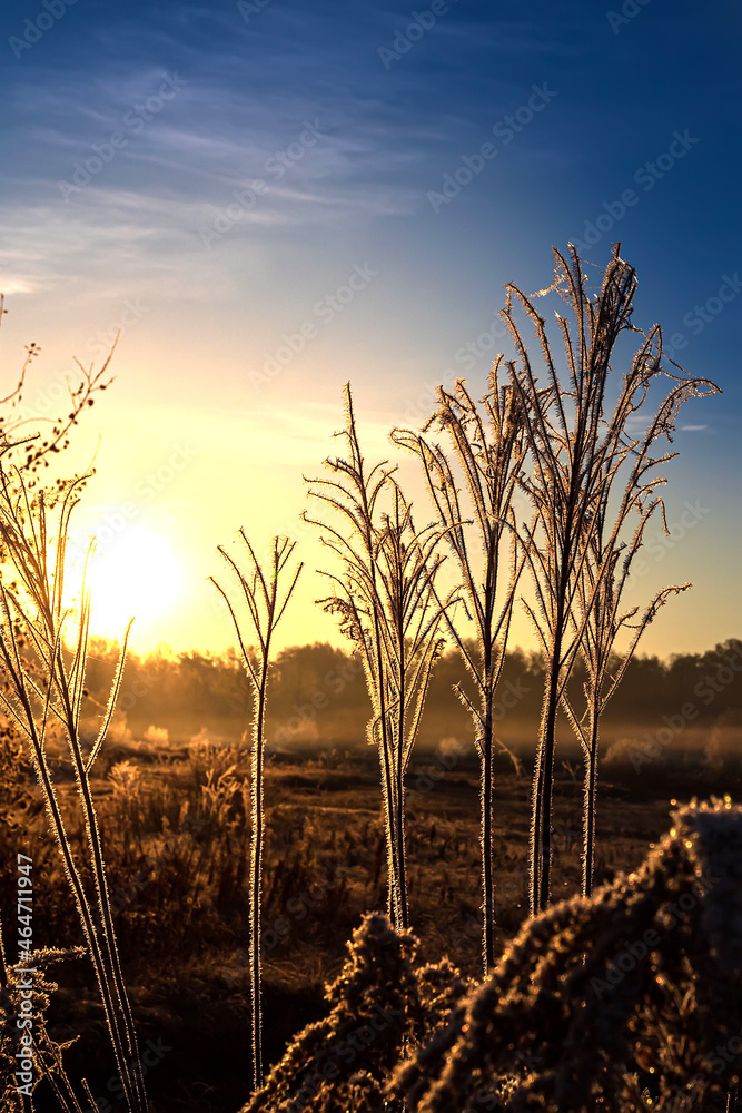 Fototapeta premium Dry grass in freeze at sunrise on the autumn or winter morning.