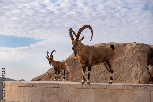 Male Nubian ibexes standing on the edge of the world's largest erosion crater, known as the Makhtesh Ramon, in the settlement Mitzpe Ramon, Negev Desert, Israel.