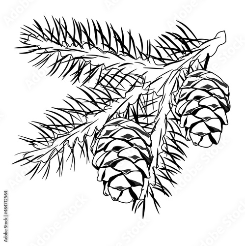 Cedar branch with a cone vector stock illustration. Coniferous evergreen plant Canadian and Lebanese cedar. Shoots with  needles of a resinous plant. Isolated on a white background.