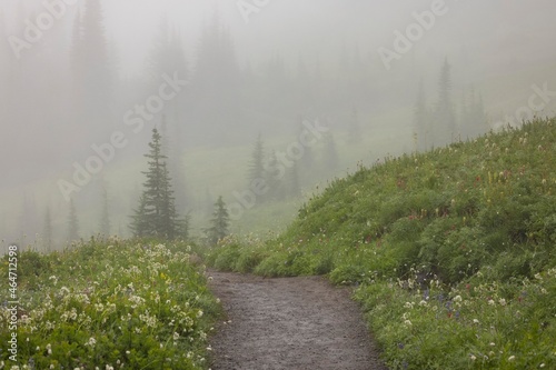 Summer hiking in the mt rainier national park in the cascade mountains during a foggy moment