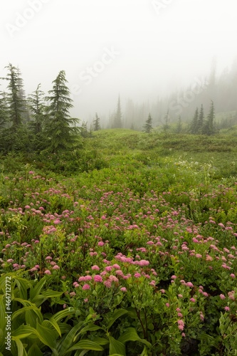 Summer hiking moments in Mt Rainier National Park in the Cascade Mountains of Washington State