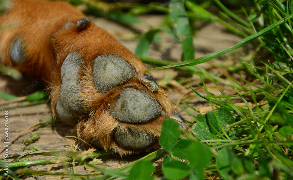 Obraz premium close up of a horse