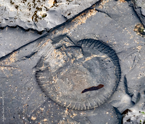 Принти на полотні Close up of an ammonite fossil in soft shale rock on the Scaur of Whitby beach