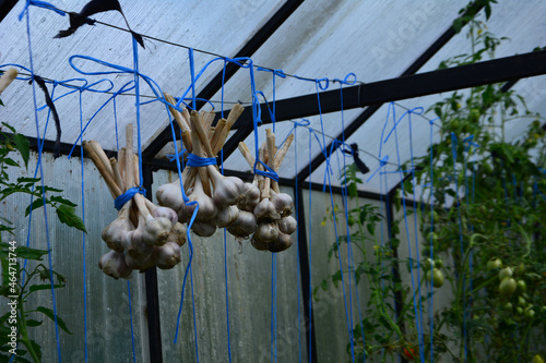 garlic