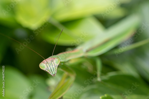 Closeup of Praying Mantis © Eleanor