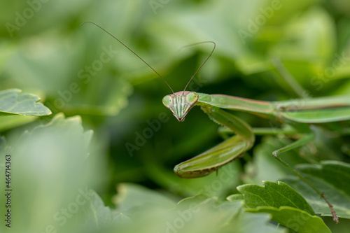 Closeup of Praying Mantis