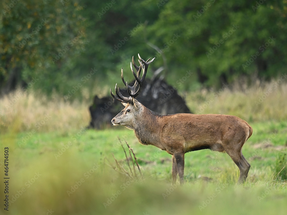 European deer male buck ( Cervus elaphus ) during rut European deer male buck ( Cervus elaphus ) during rut