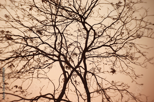 Fototapeta Naklejka Na Ścianę i Meble -  silhouette of tree
