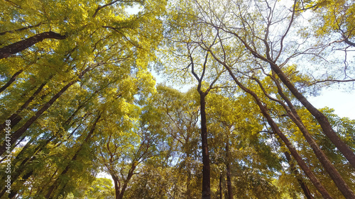 Árvore no parque amarelo