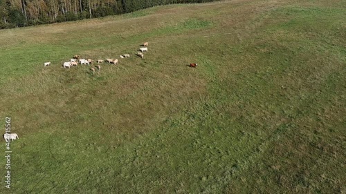 Aerial panorama of pasture fields with grazing cows