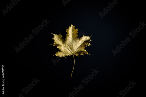 Golden autumn or October concept. Gilded maple leaf against black background.