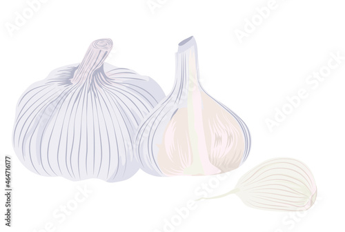 Garlic vector stock illustration. Garlic cloves and the head of the plant. With a pungent smell, it is used in cooking and medicine. Isolated on a white background.