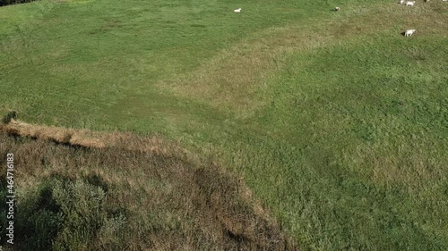 Aerial panorama of pasture fields with grazing cows